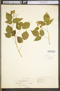 Rubus occidentalis image