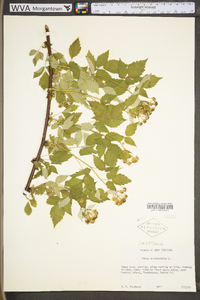 Rubus occidentalis image