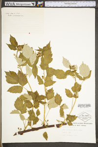 Rubus occidentalis image