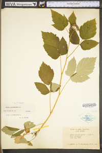 Rubus occidentalis image