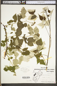 Rubus occidentalis image