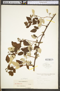 Rubus occidentalis image