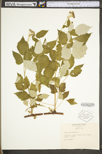 Rubus occidentalis image