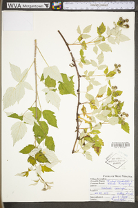 Rubus occidentalis image