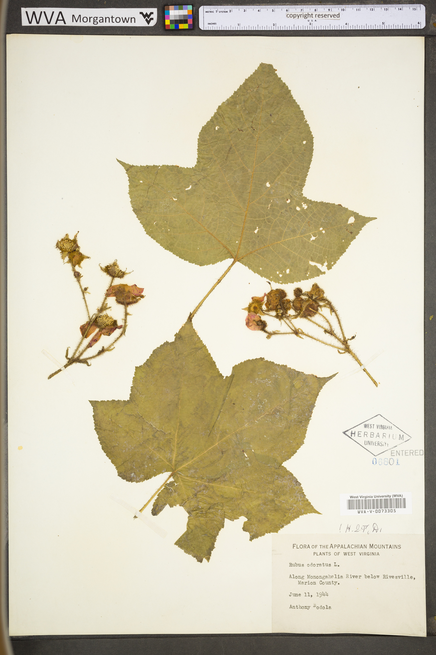 Rubus odoratus var. odoratus image