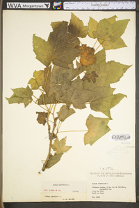 Rubus odoratus image