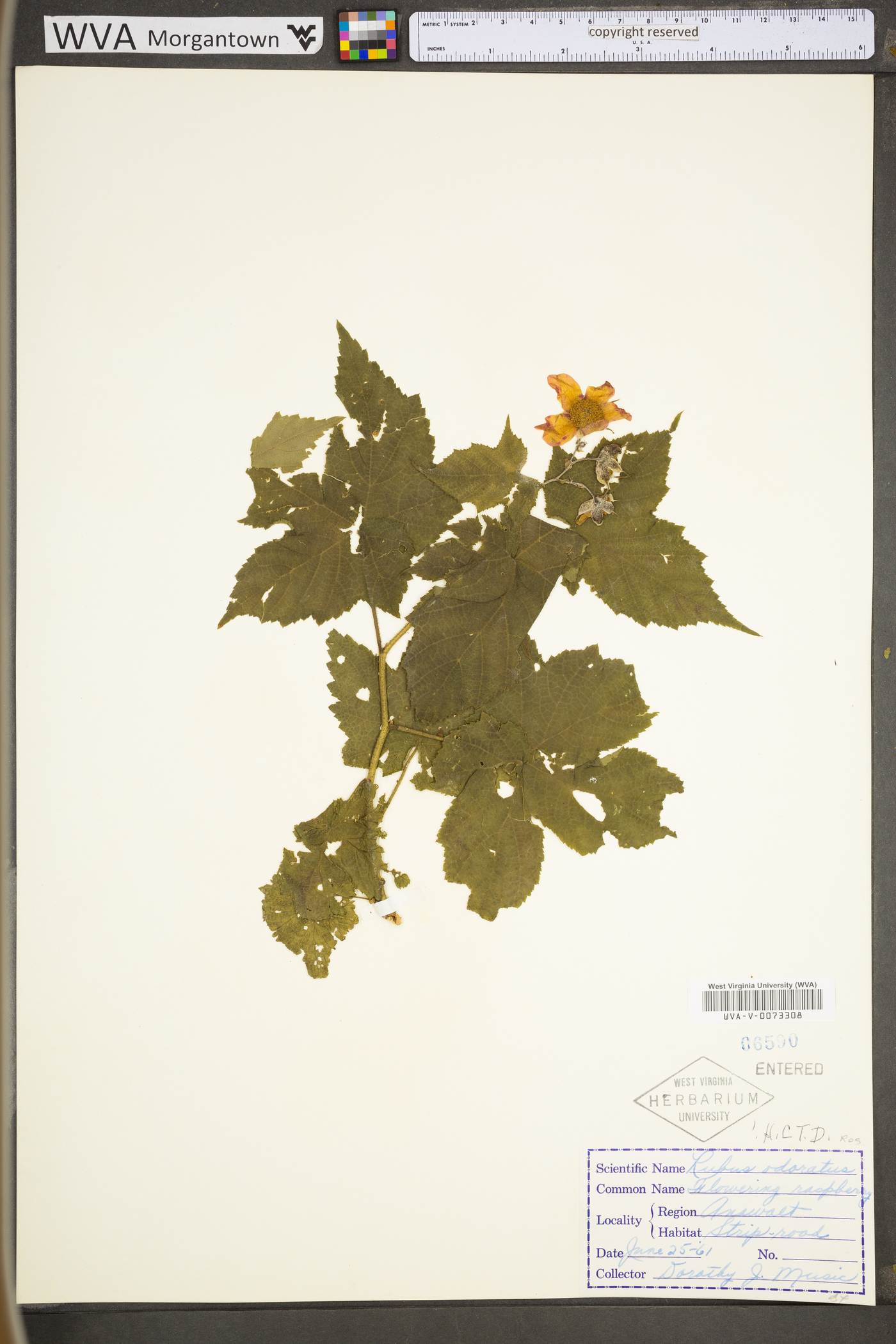 Rubus odoratus var. odoratus image