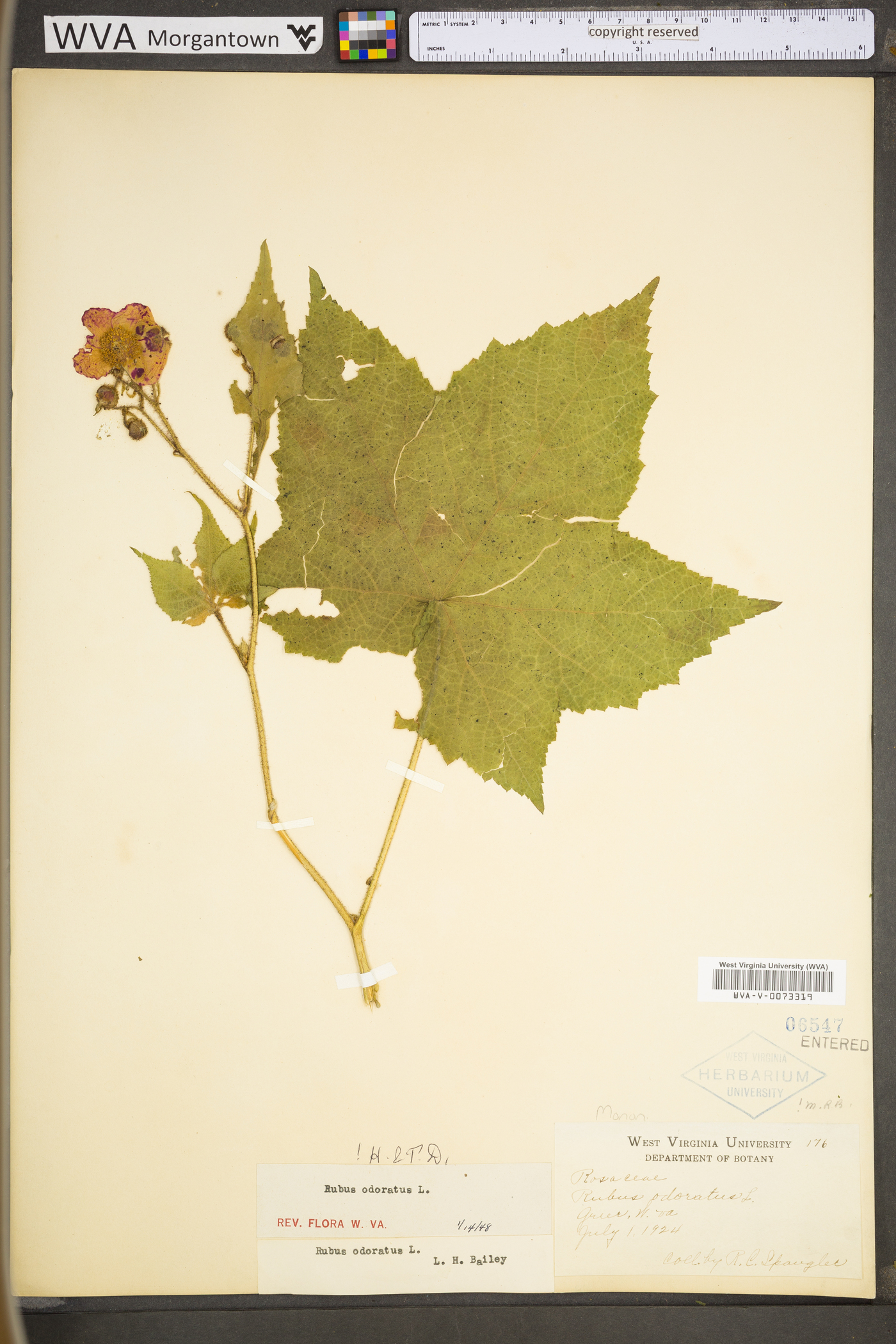 Rubus odoratus var. odoratus image