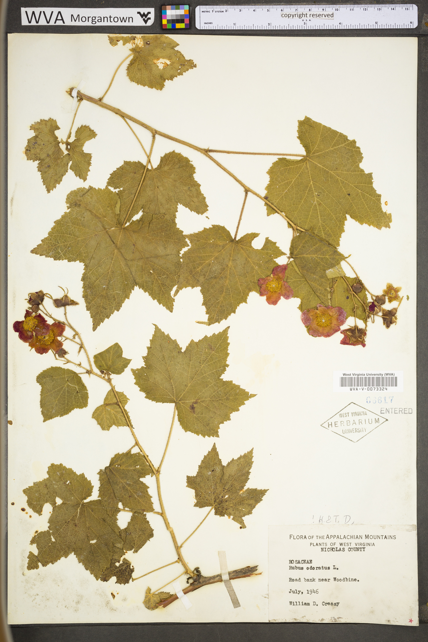 Rubus odoratus var. odoratus image