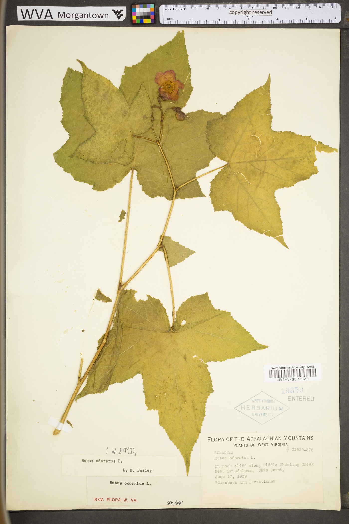 Rubus odoratus image