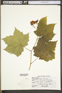 Rubus odoratus var. odoratus image
