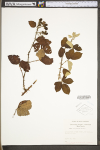 Rubus originalis image