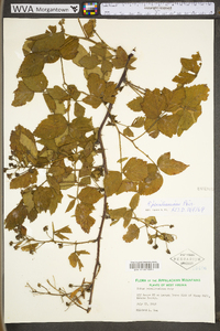 Rubus pensilvanicus image