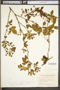 Rubus pensilvanicus image