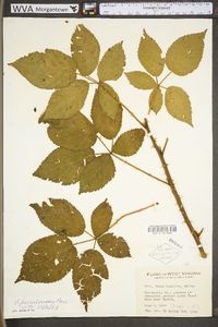 Rubus pensilvanicus image