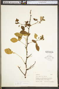 Rubus pensilvanicus image