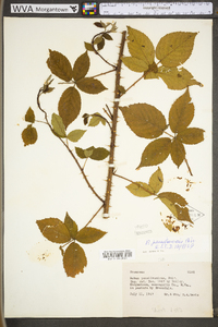 Rubus pensilvanicus image