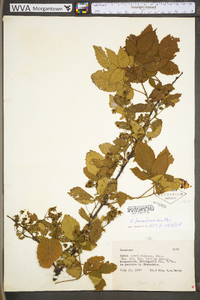 Rubus pensilvanicus image