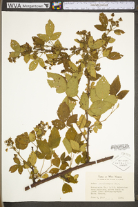 Rubus pensilvanicus image