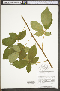 Rubus pensilvanicus image