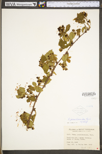 Rubus pensilvanicus image