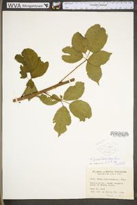 Rubus pensilvanicus image