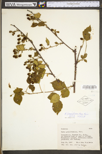 Rubus pensilvanicus image