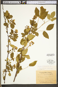 Rubus pensilvanicus image