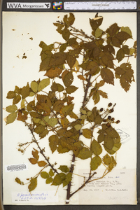 Rubus pensilvanicus image