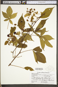 Rubus pensilvanicus image