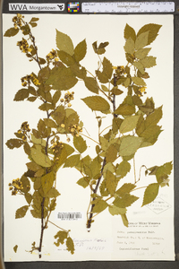 Rubus pensilvanicus image