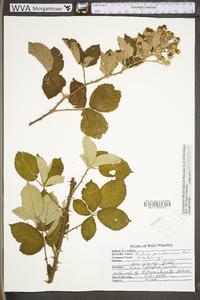 Rubus pensilvanicus image