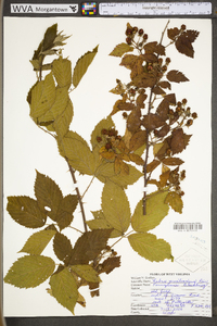 Rubus pensilvanicus image