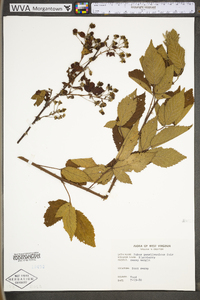 Rubus pensilvanicus image