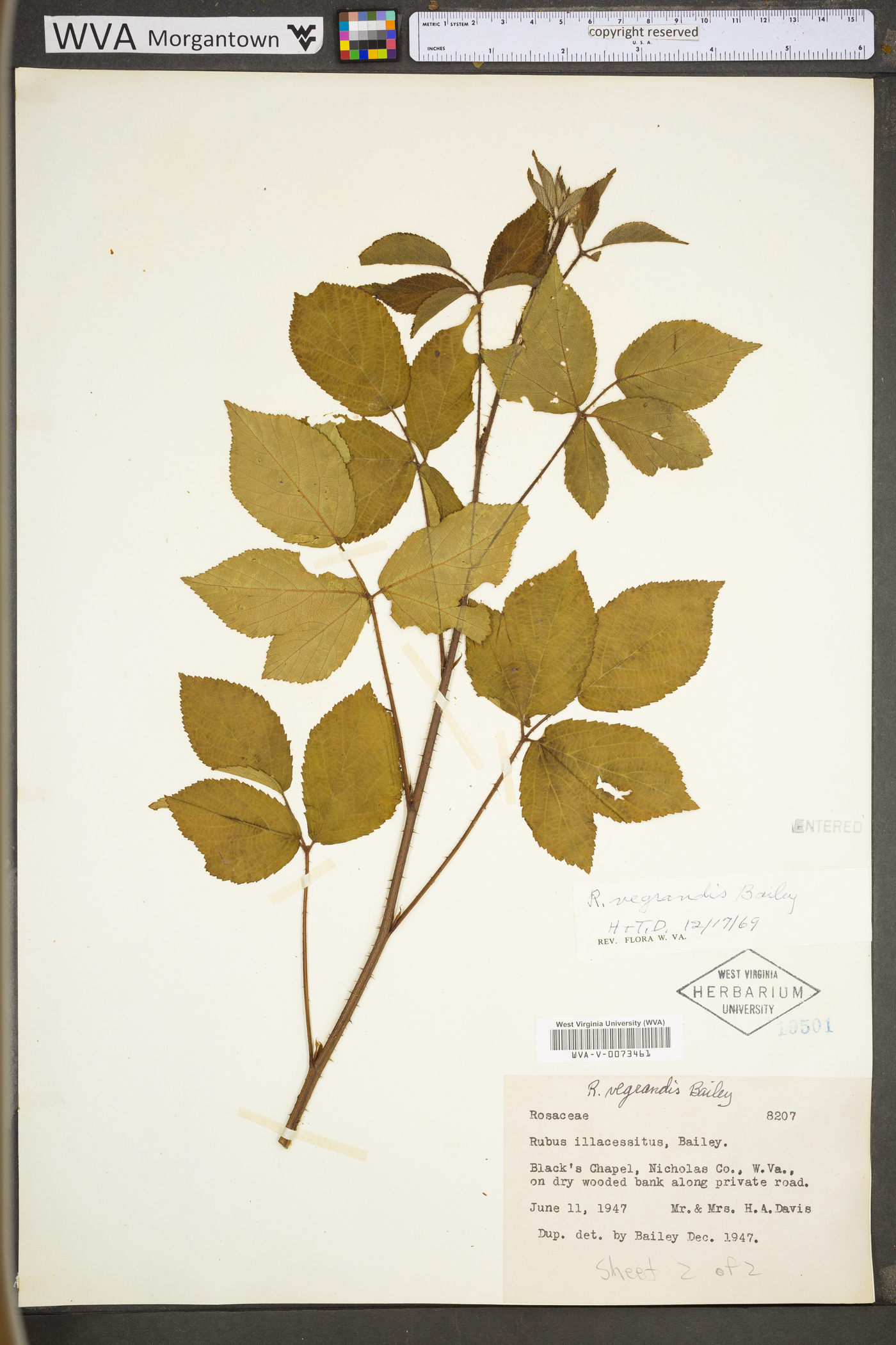 Rubus permixtus image