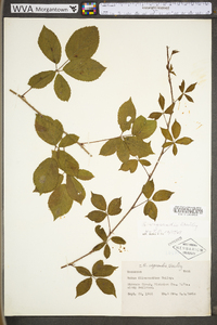 Rubus permixtus image