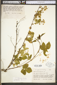 Rubus permixtus image