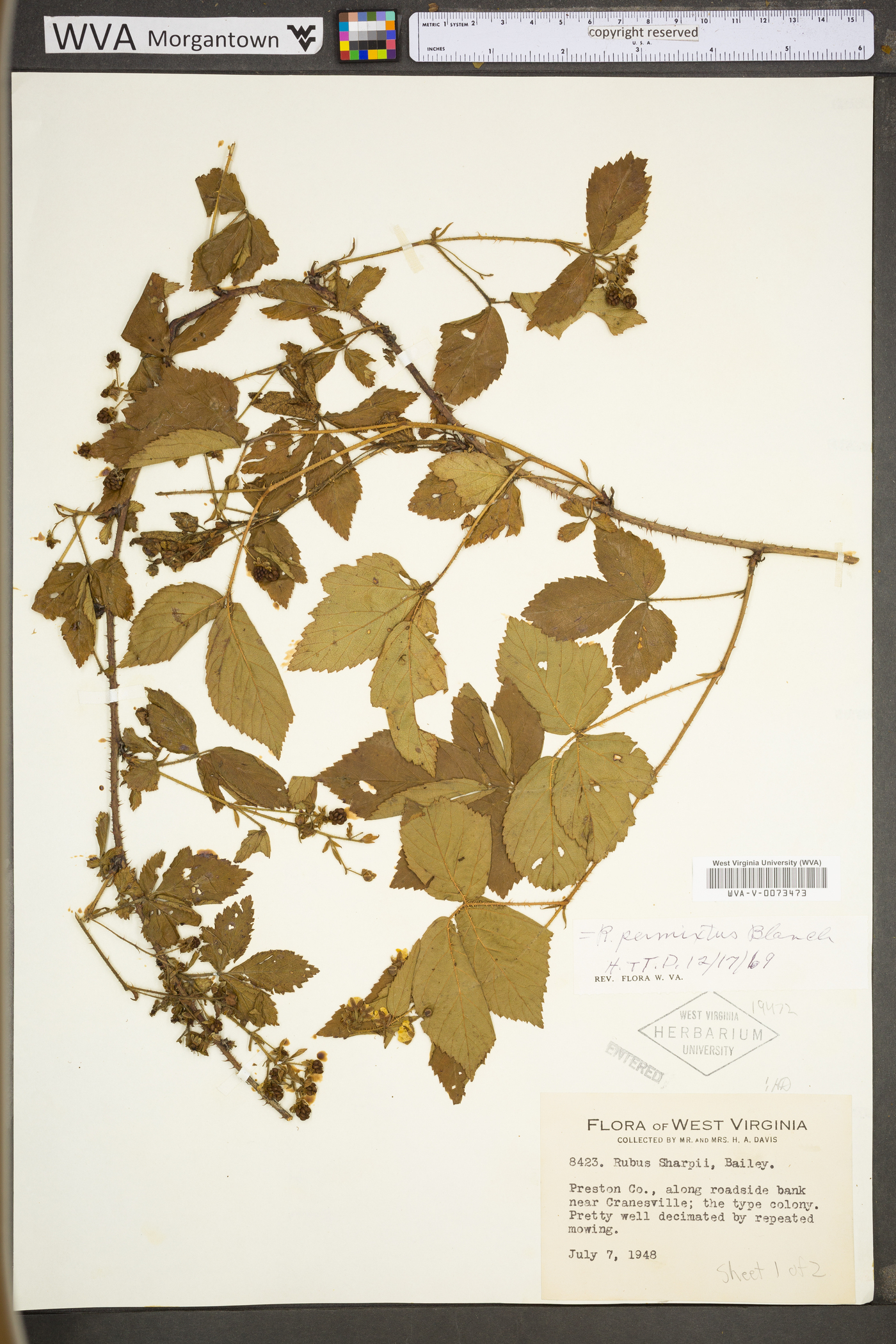 Rubus permixtus image