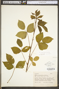 Rubus permixtus image