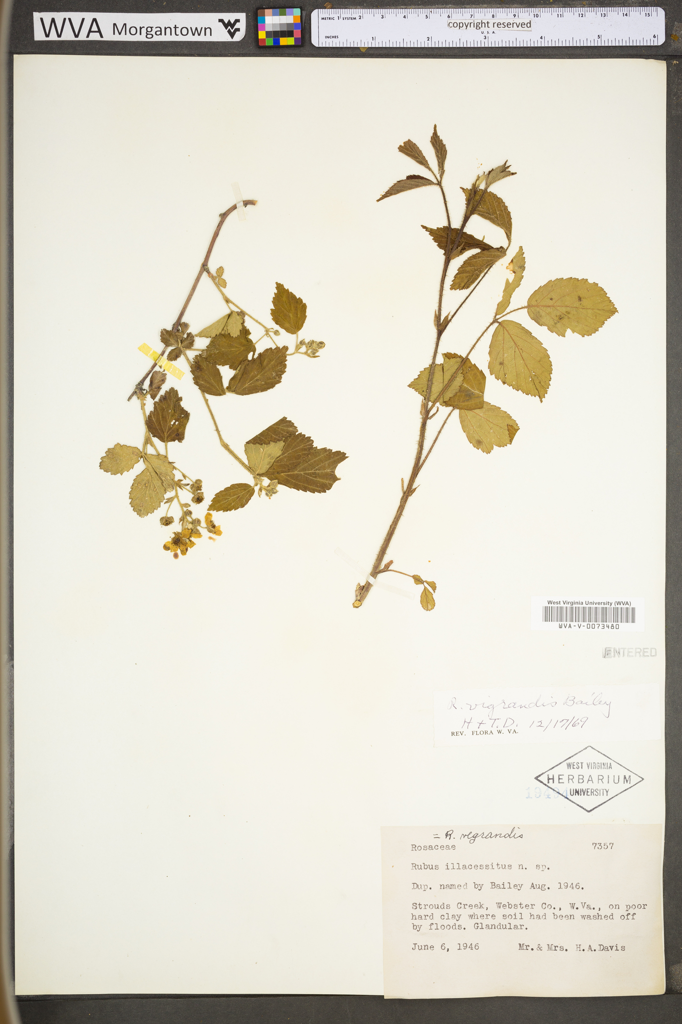 Rubus permixtus image