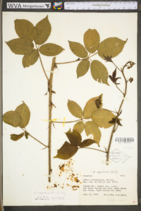 Rubus permixtus image