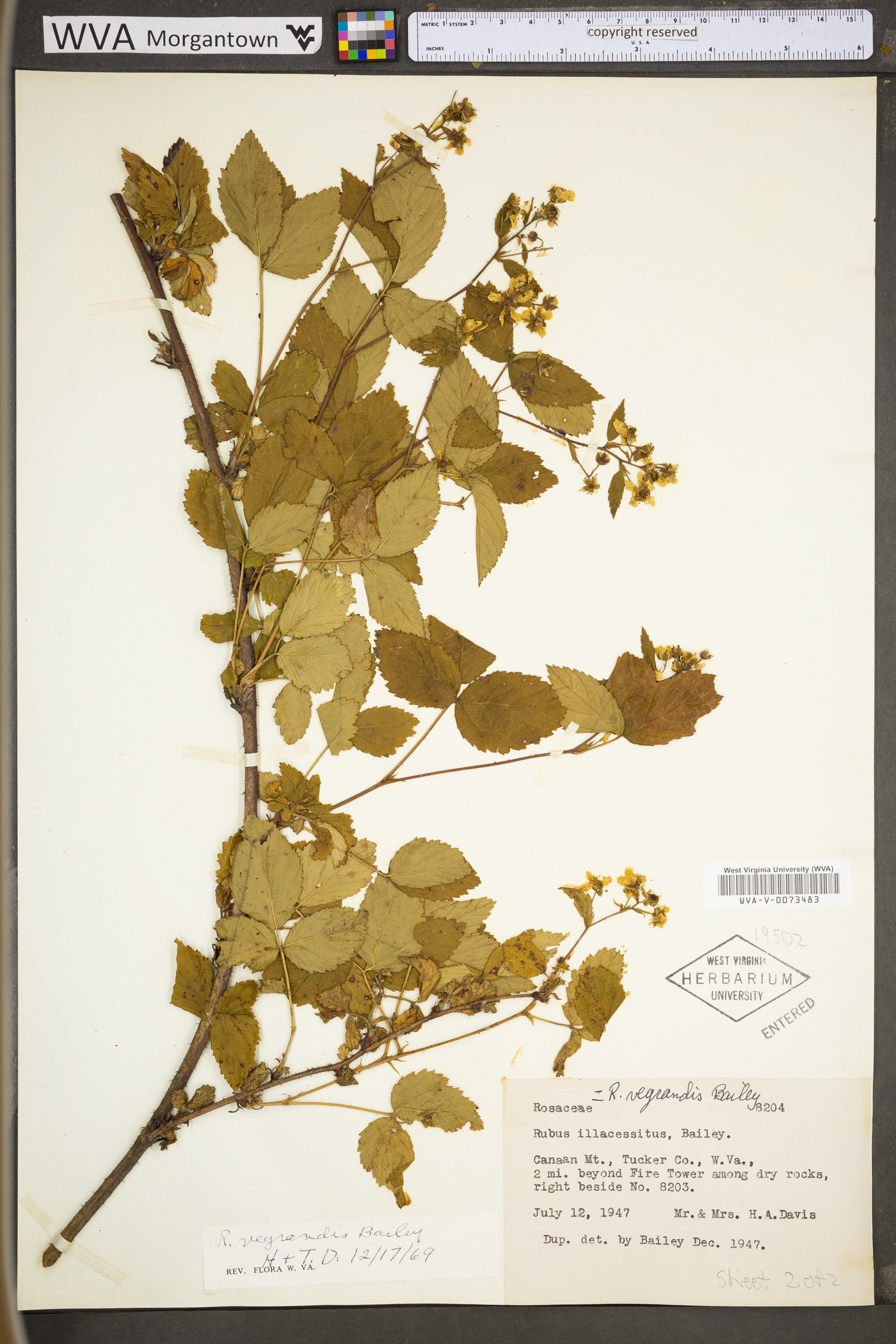 Rubus permixtus image