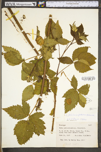 Rubus philadelphicus image