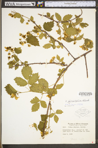 Rubus philadelphicus image