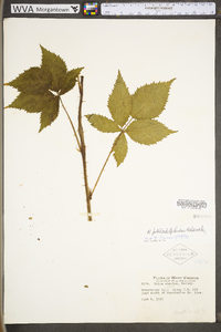 Rubus philadelphicus image