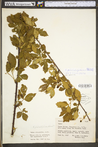 Rubus philadelphicus image