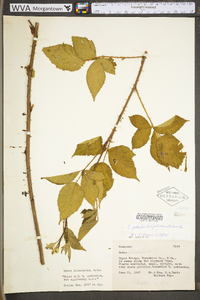 Rubus philadelphicus image