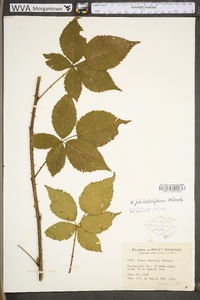 Rubus philadelphicus image