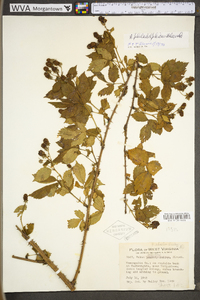 Rubus philadelphicus image