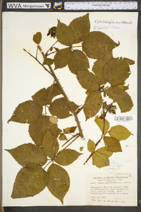 Rubus philadelphicus image